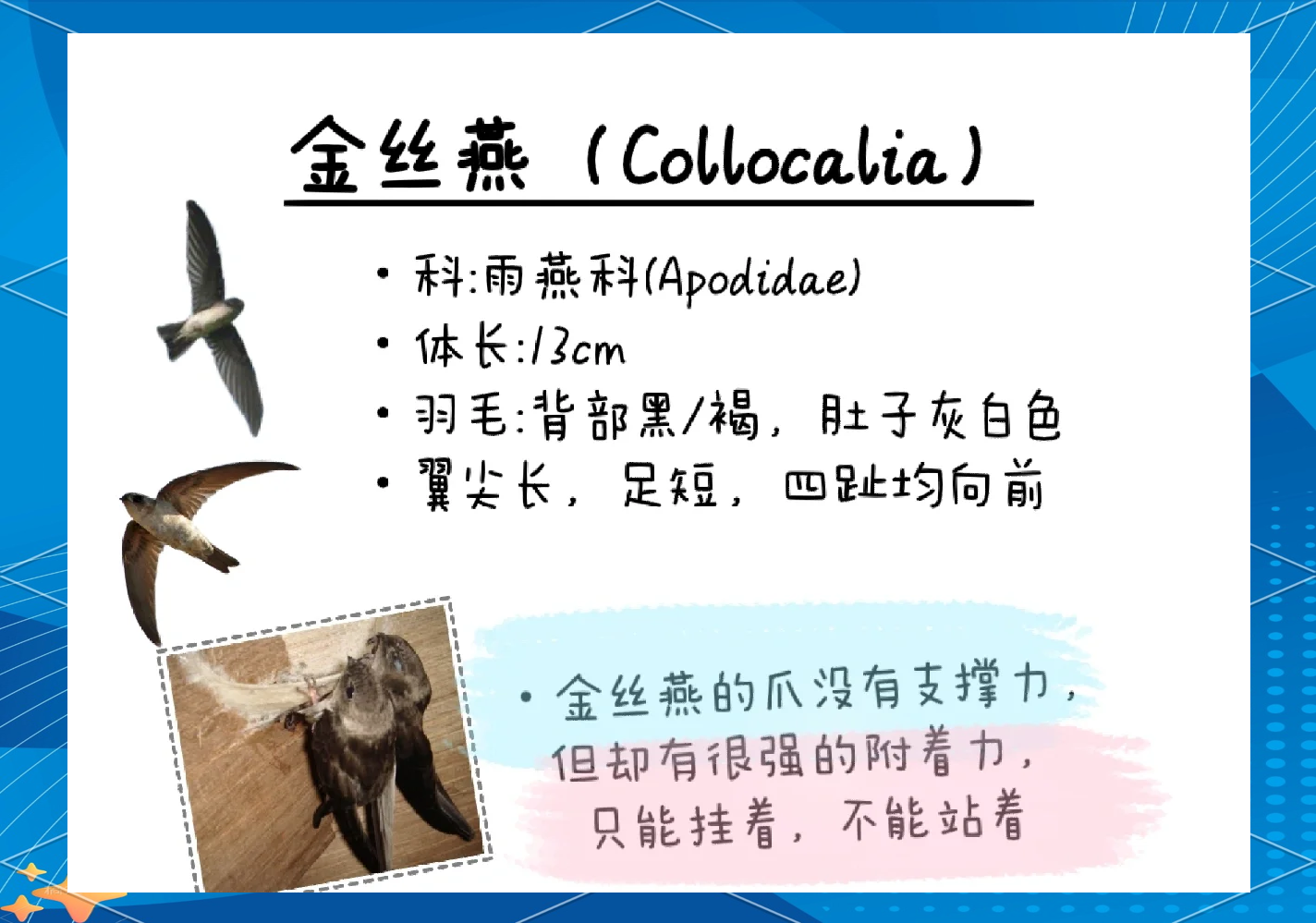 金丝燕初次做的窝我们把它叫做什么燕窝金丝燕初次做的窝——大自然的奇迹-第2张图片