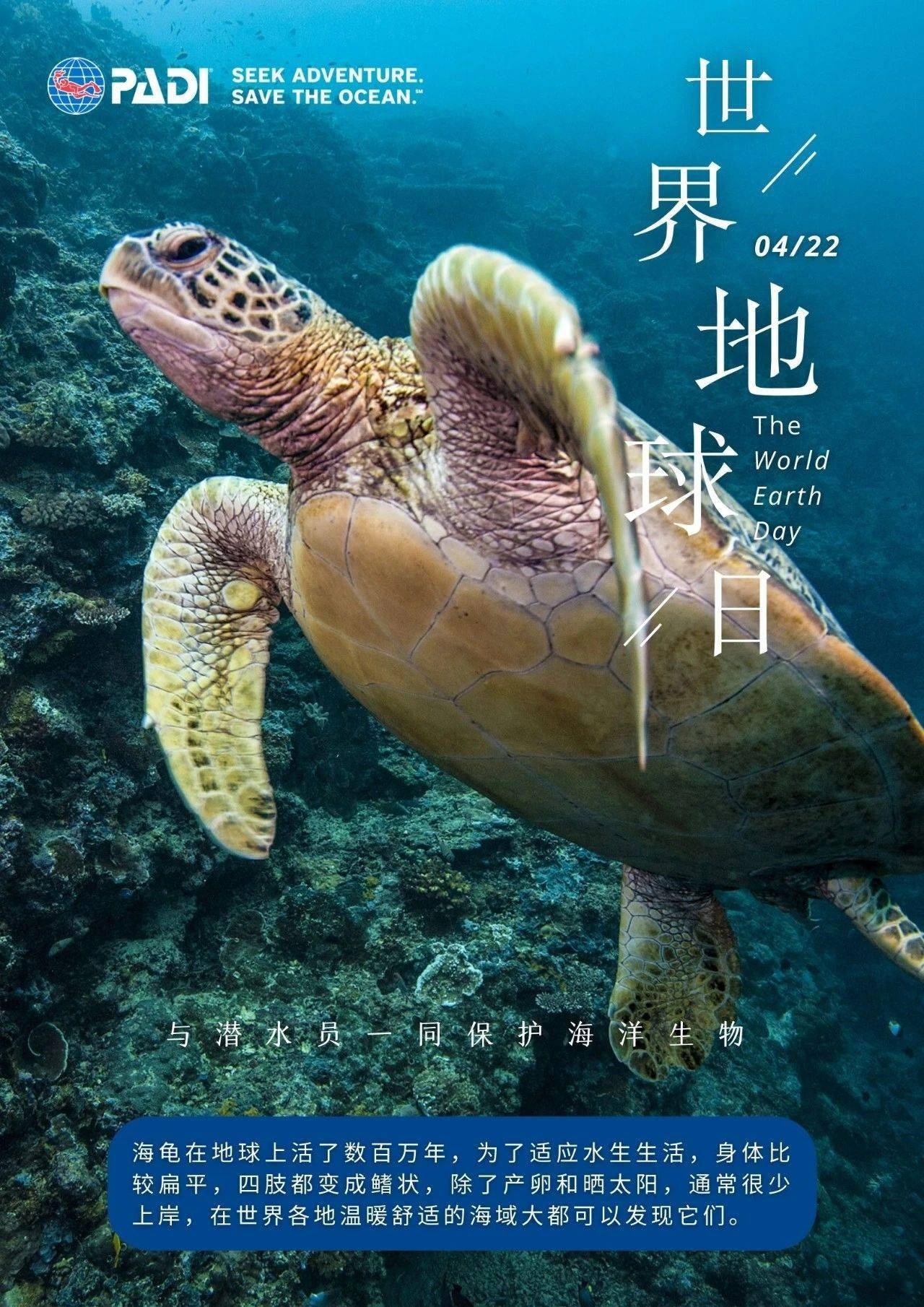 吼吼鲸进化吼吼鲸，海洋中的神秘生物-第2张图片
