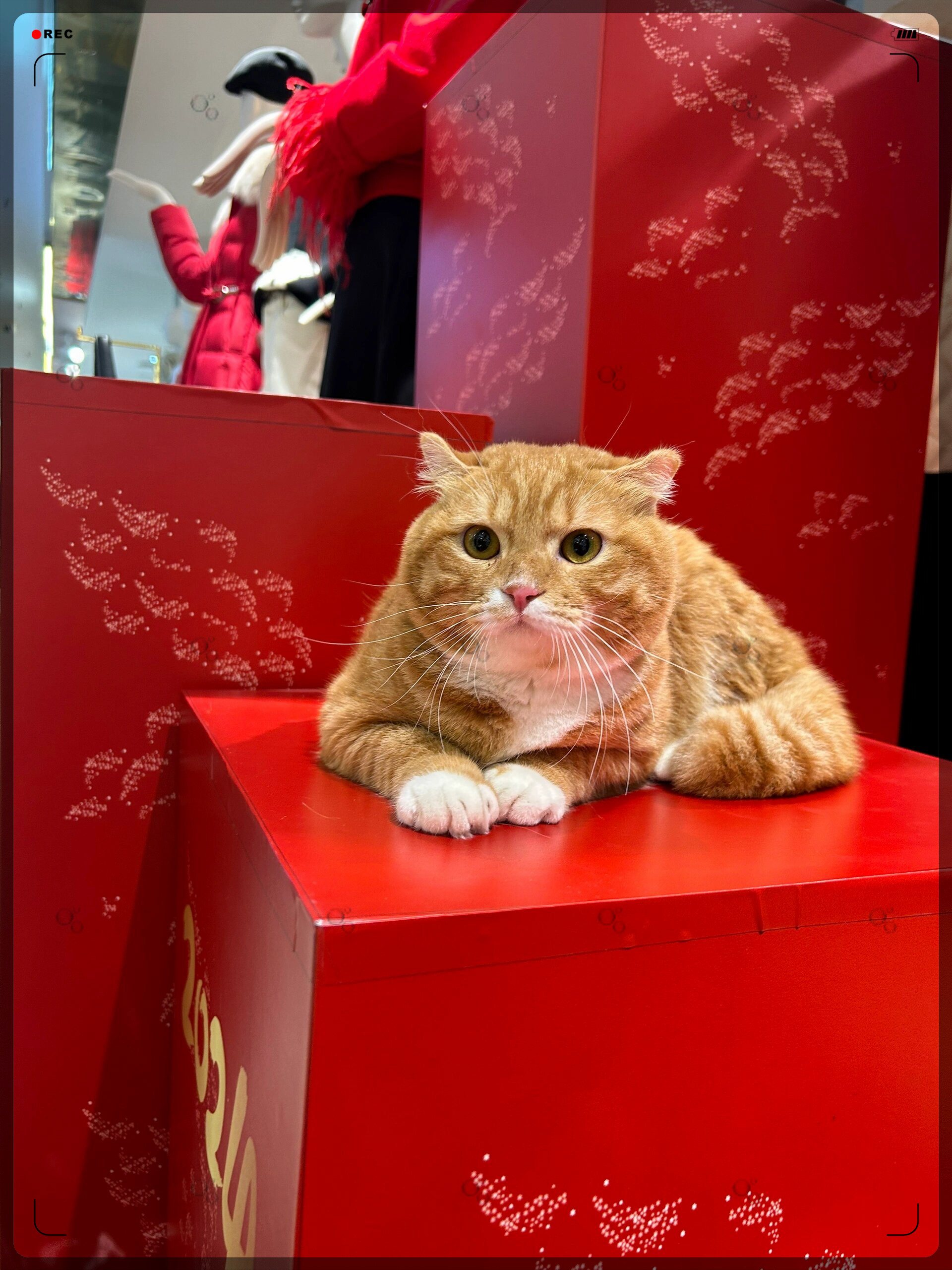 3d毛囊仿生技术3D猫，神秘世界的萌宠-第3张图片