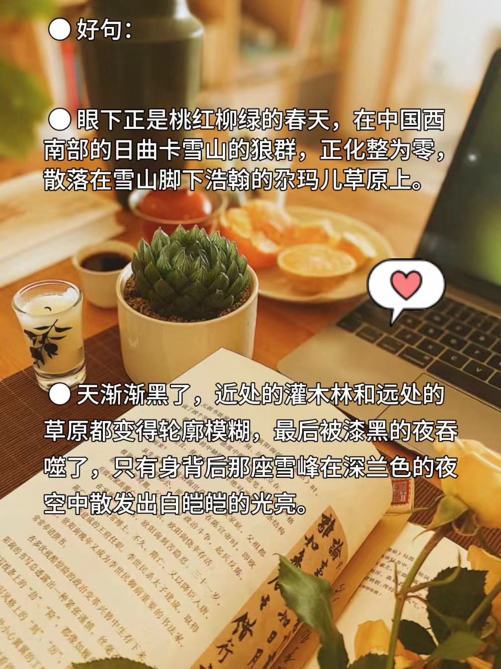 狼王梦,免费阅读狼王梦全文阅读-第1张图片