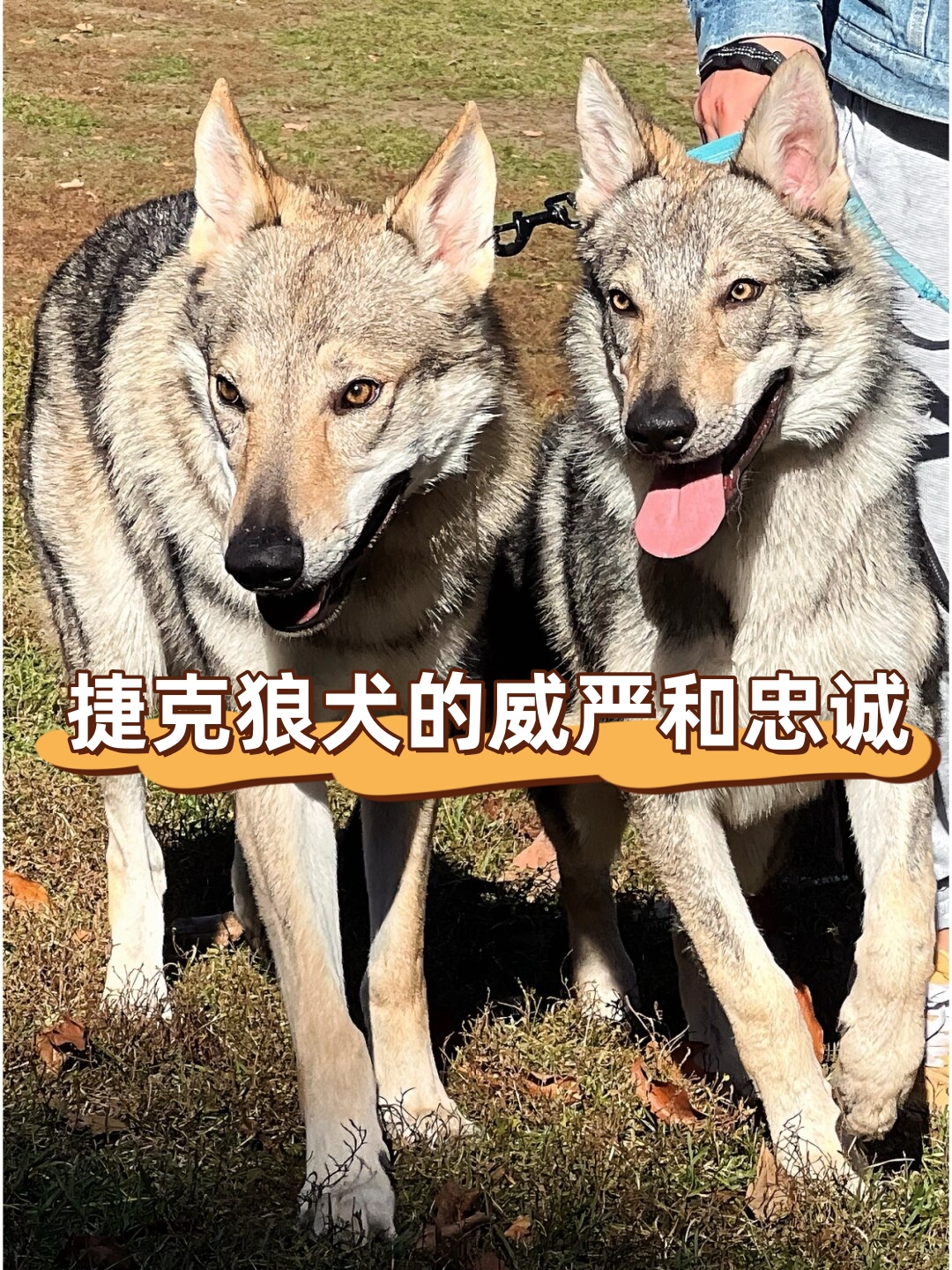 广西的狼精英主论坛广西狼精英主论坛，探索狼性精神的卓越之地-第3张图片