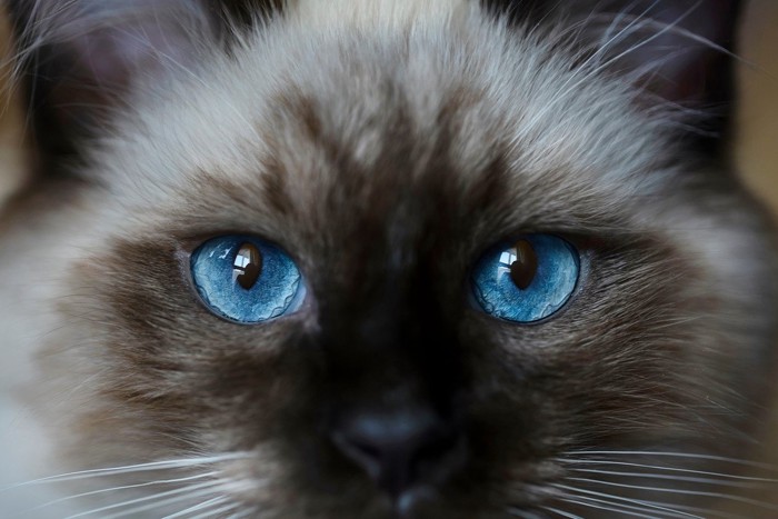 3d猫3D猫，神秘世界的萌宠-第2张图片
