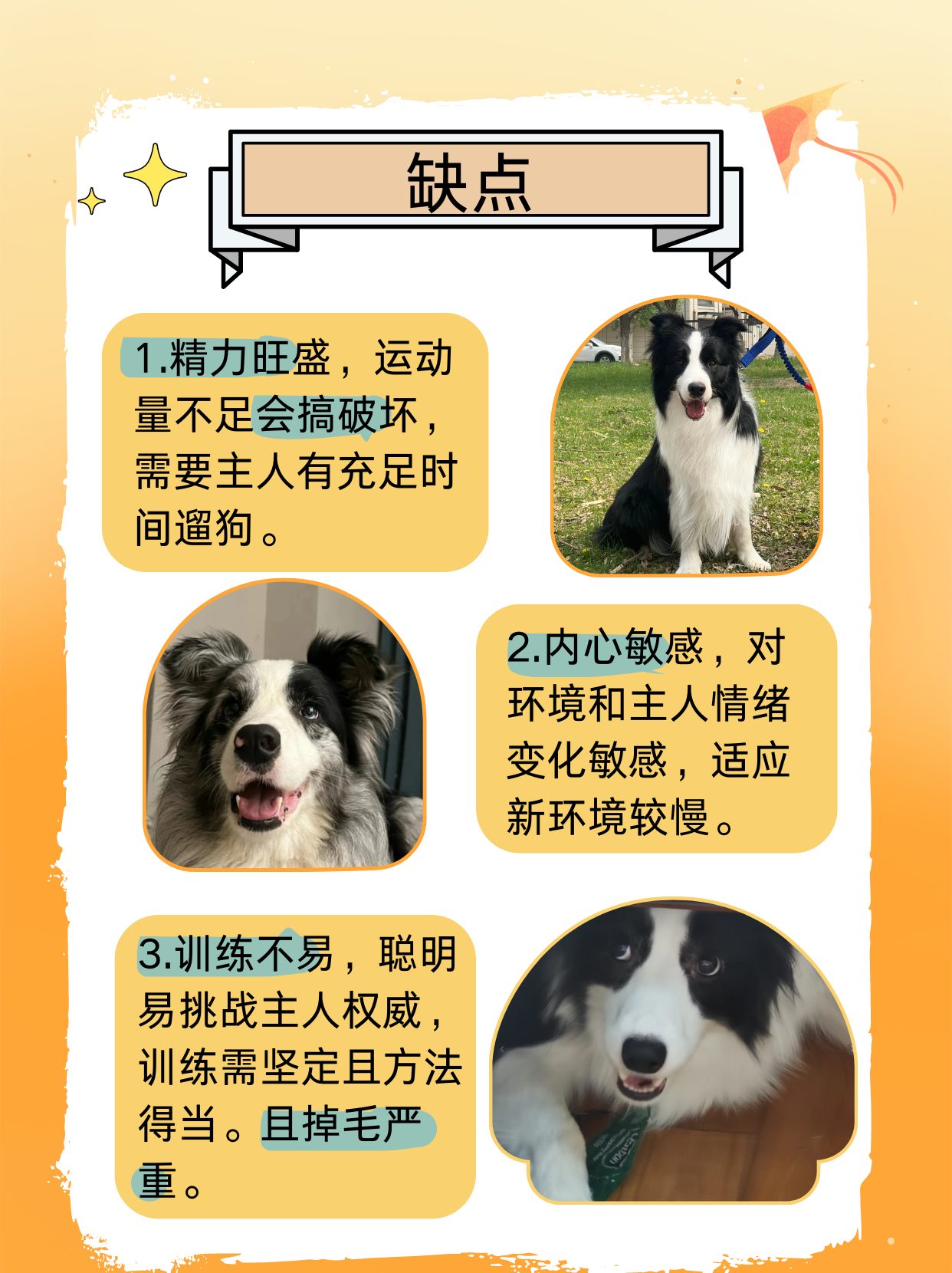 小狼狗心水论坛，探索犬类爱好者的乐园-第2张图片