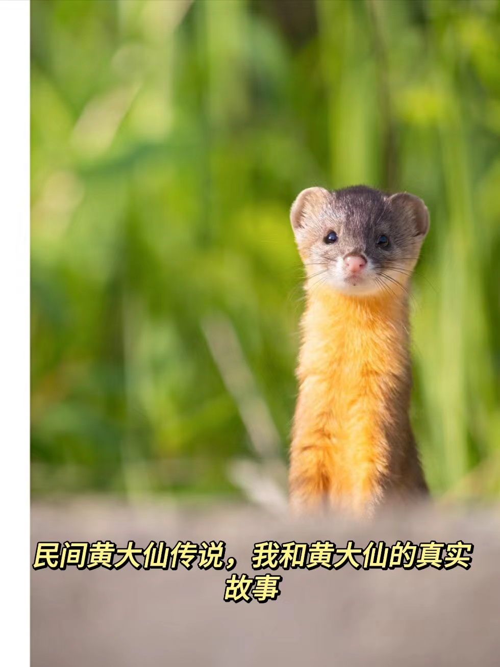 黄大仙看开奖结果查询今天黄大仙看开奖结果查询