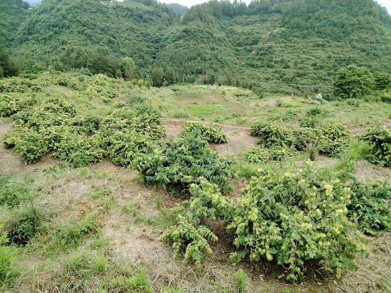 黑水镇抢了多少钱决战黑水镇，勇者之战