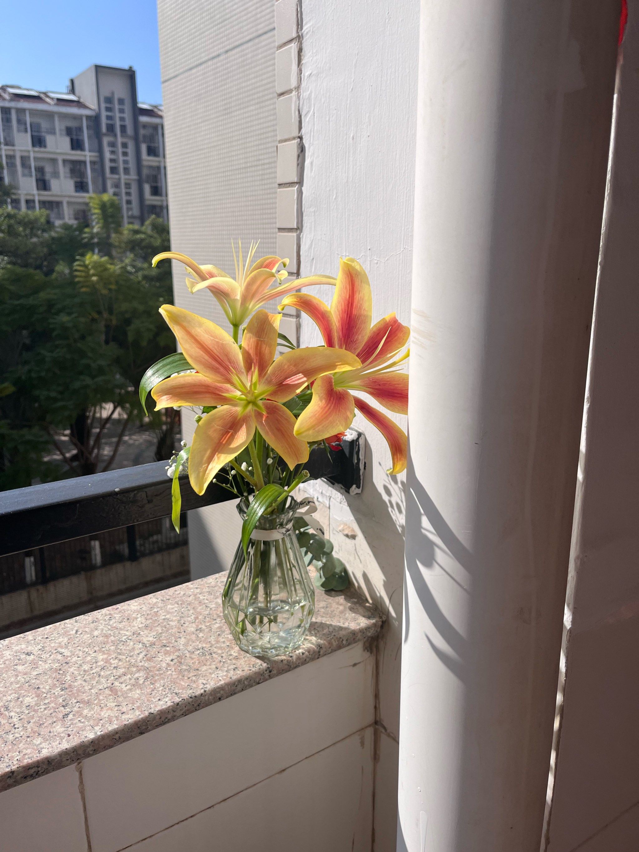 5577tk百合图库，探索神秘百合之美