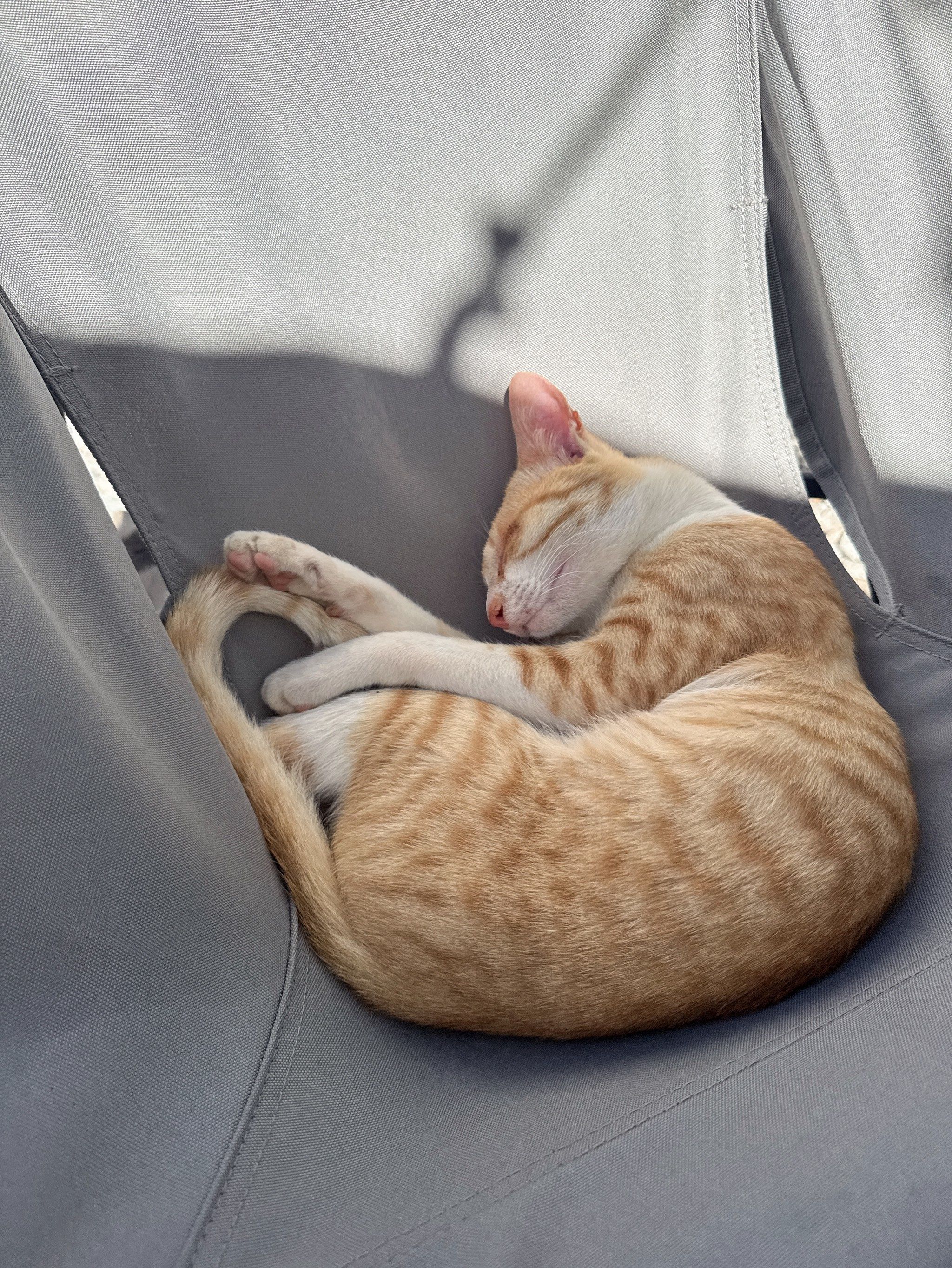 猴岛身份证，探索神秘猴岛的独特身份证明