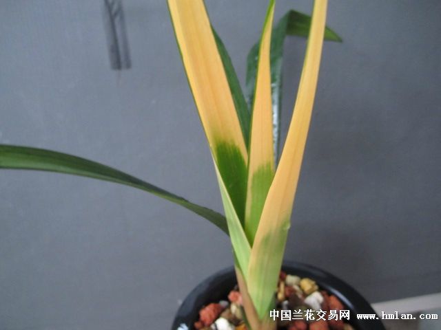 红太阳论坛红太阳论坛，探索网络交流的新天地