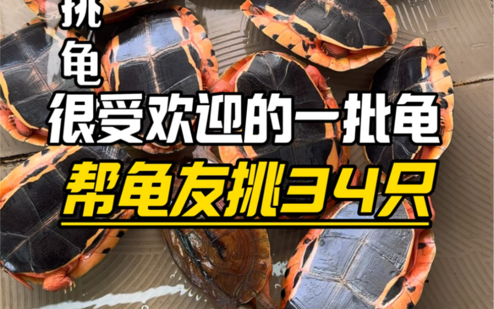 金钱龟最新价格金钱龟最新价格分析-第2张图片