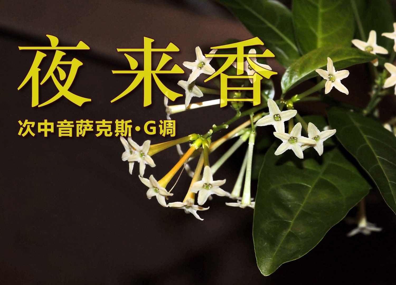夜来香论坛夜来香论坛，探索网络交流的新天地