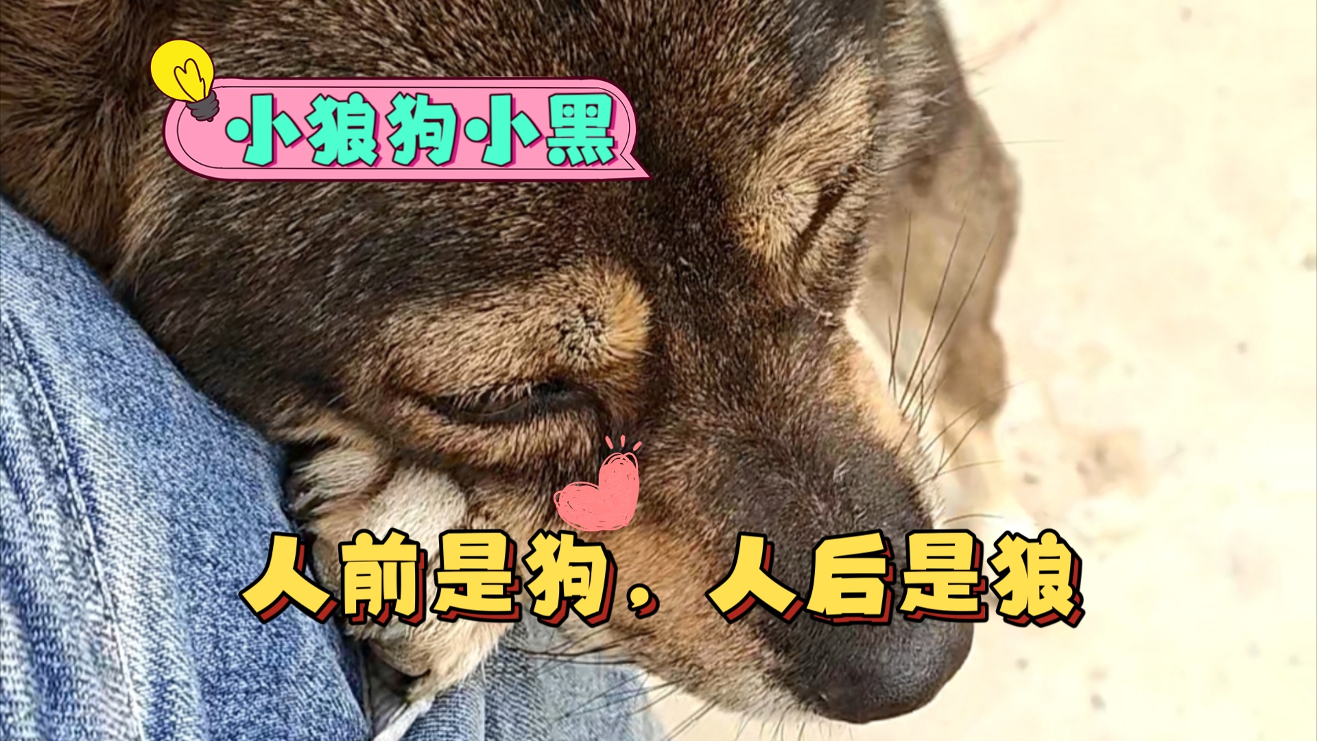 小狼狗贴吧小狼狗高手论坛，探讨狼犬成长与训练的奥秘