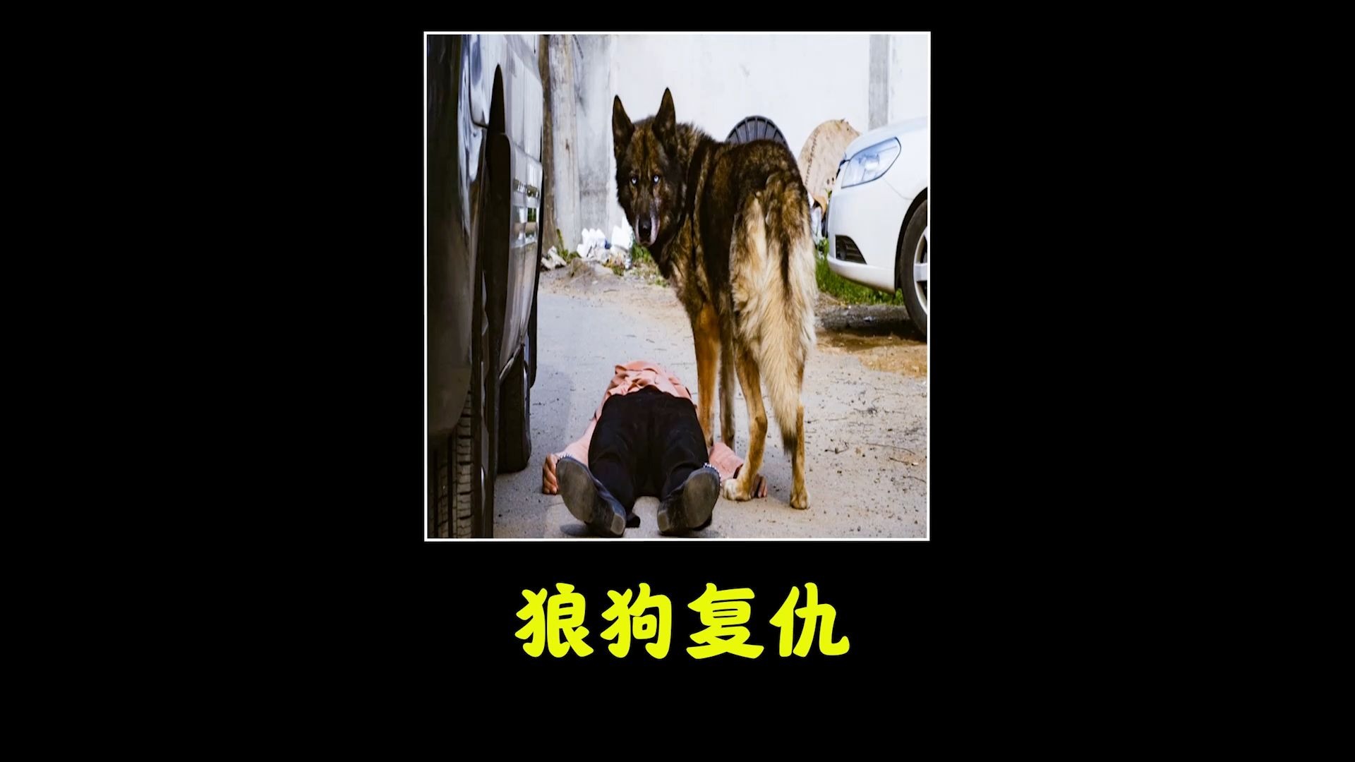 小狼狗心水论坛，探索犬类爱好者的乐园