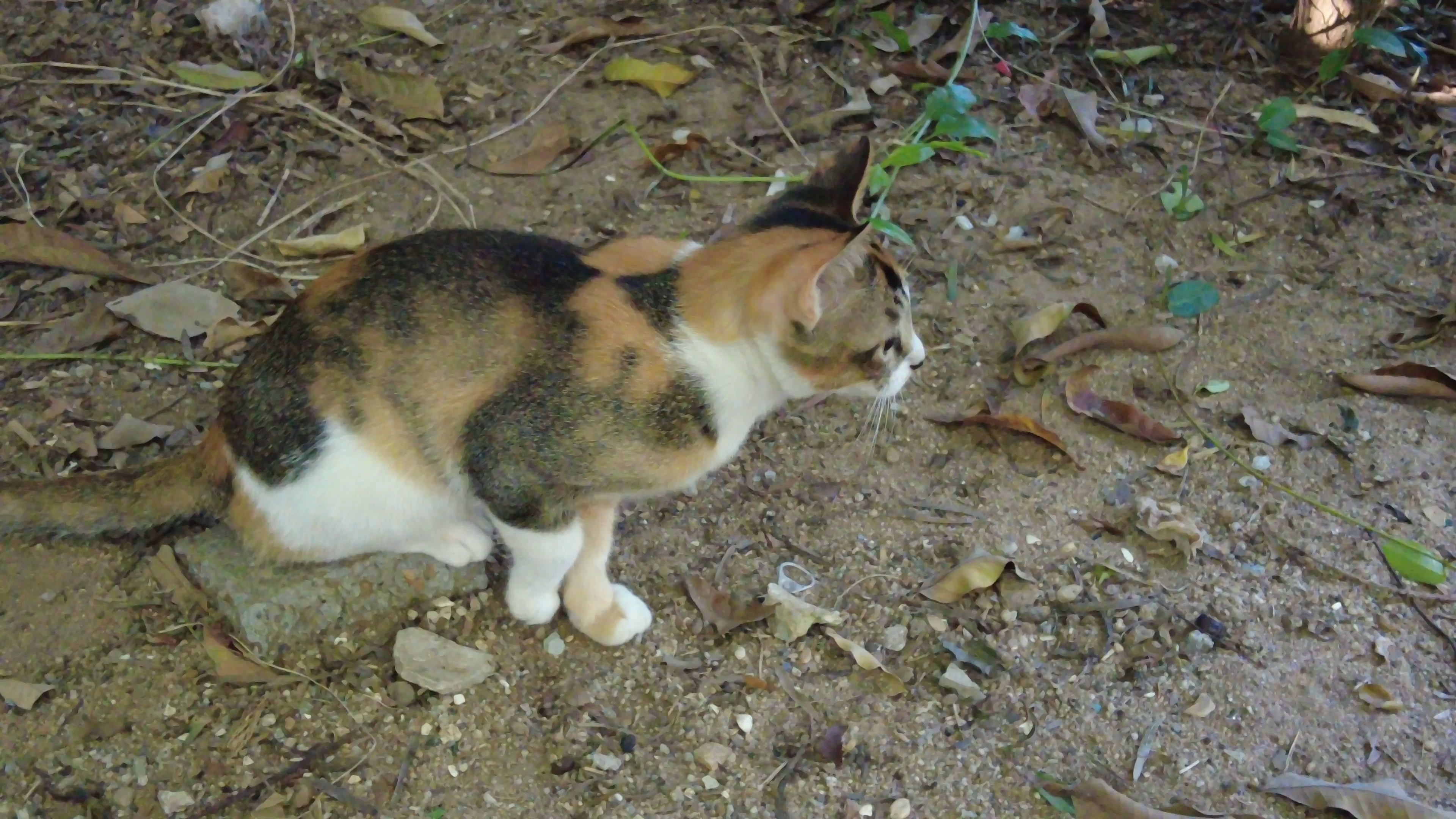 三脚猫博客三脚猫论坛，探索网络交流的新天地