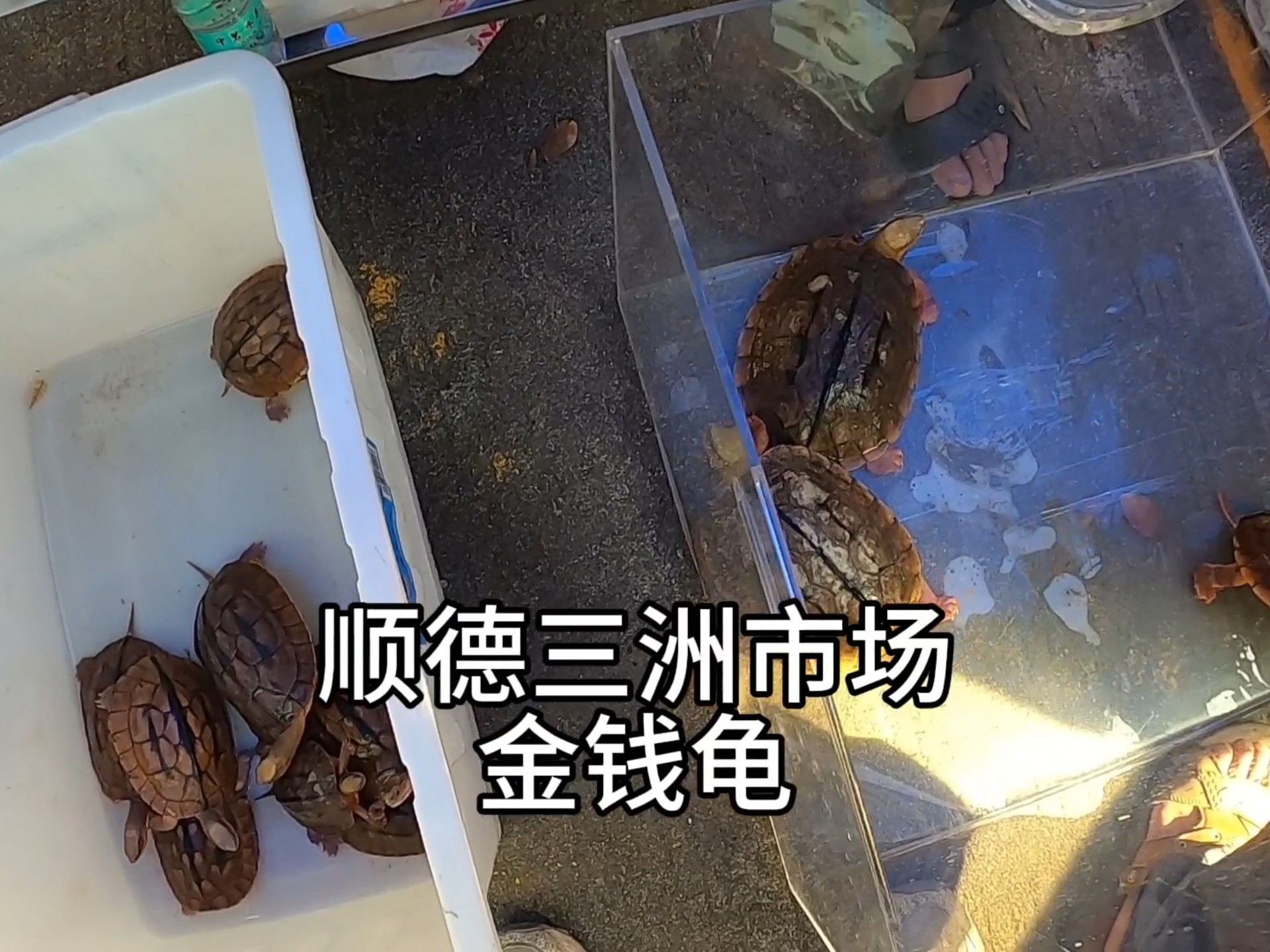 金钱龟价格，市场动态与投资价值-第2张图片