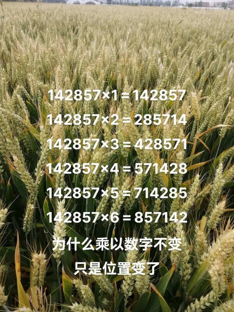探索数字奥秘——446x的奇妙之旅