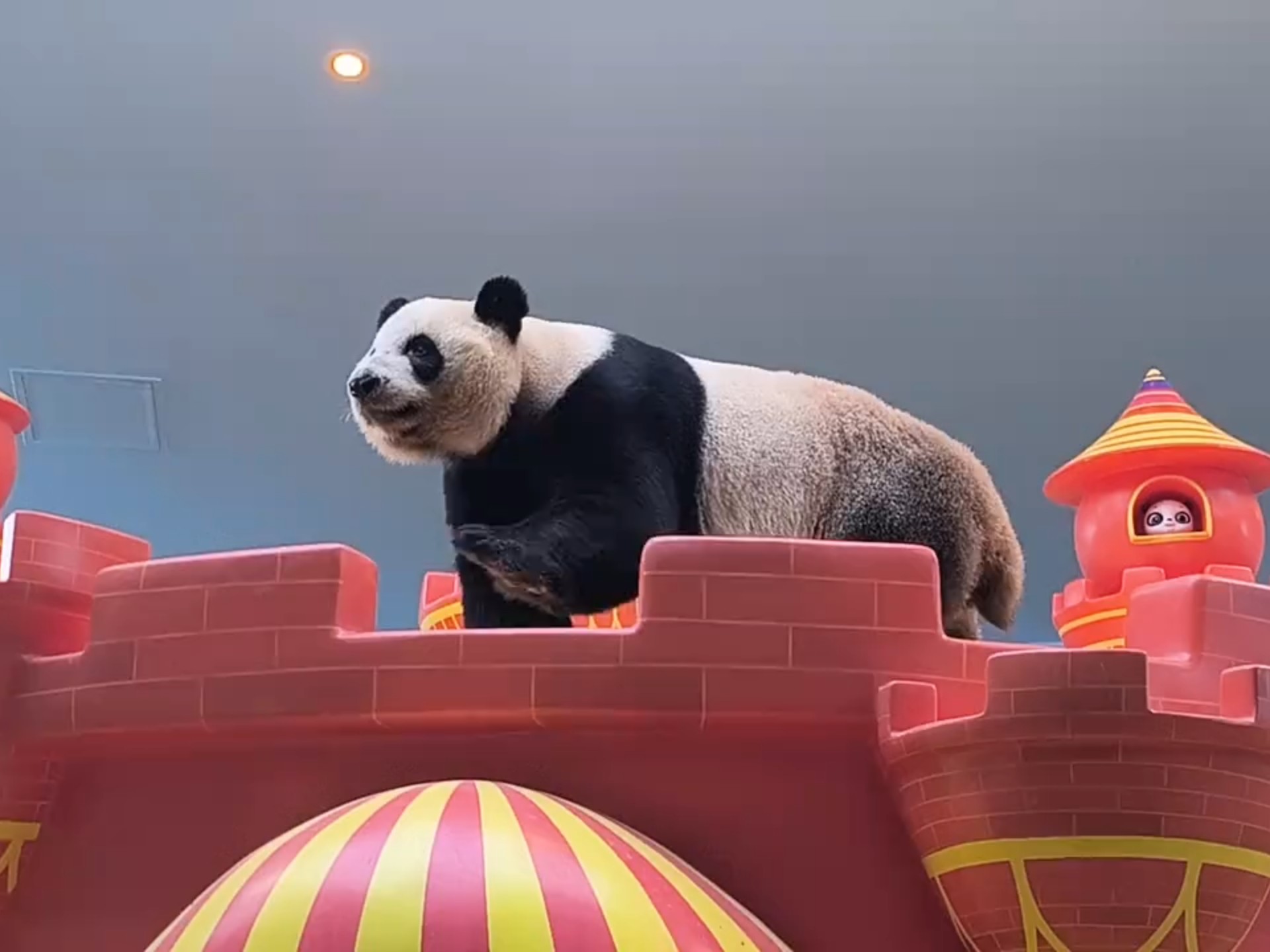 跑酷熊猫跑酷熊猫，独特的魅力与挑战-第1张图片