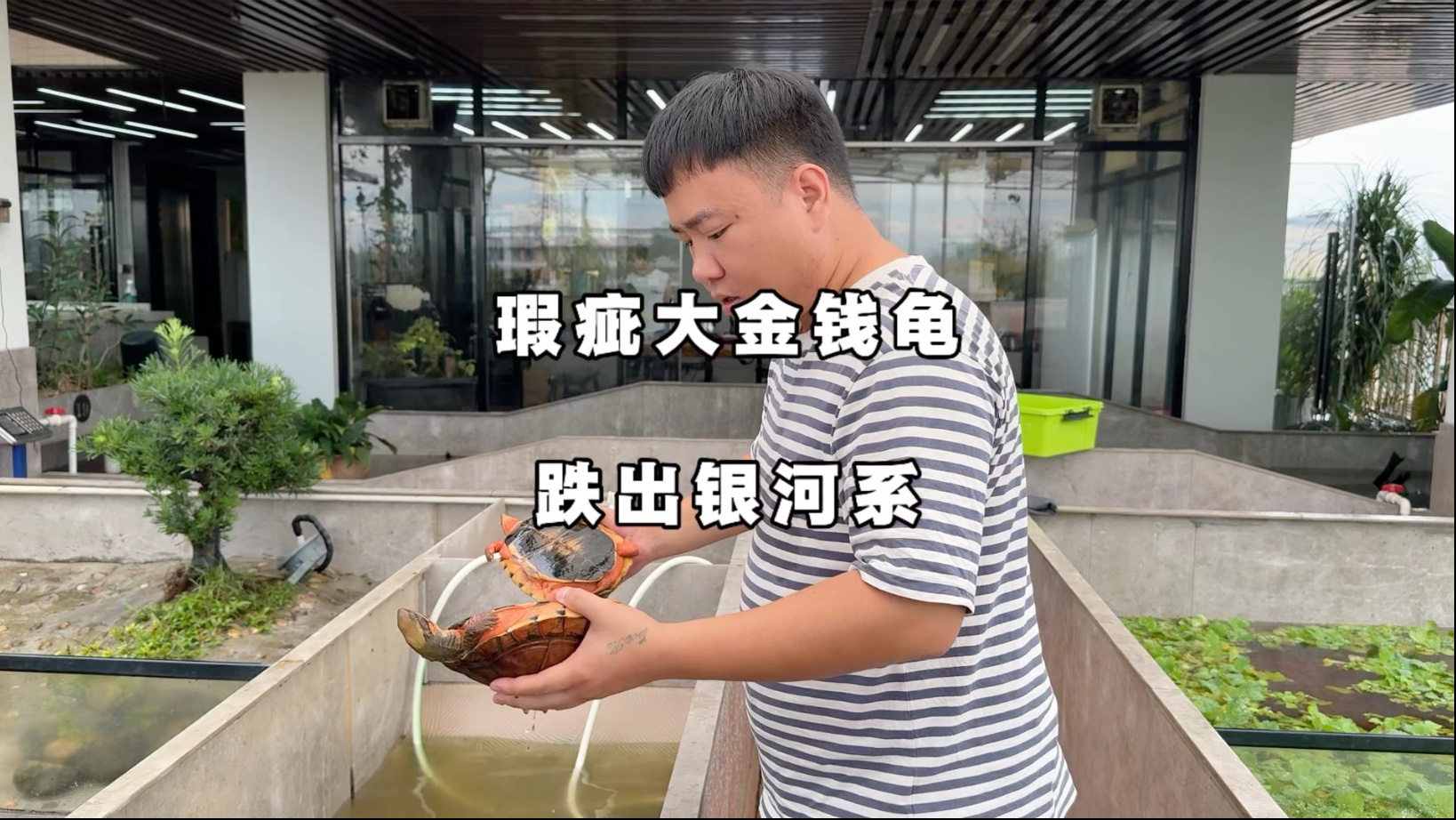 金钱龟价格，市场动态与投资价值-第3张图片
