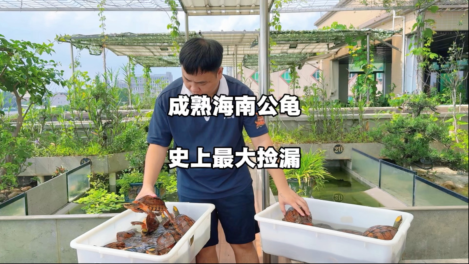 金钱龟最新价格金钱龟最新价格解析-第2张图片