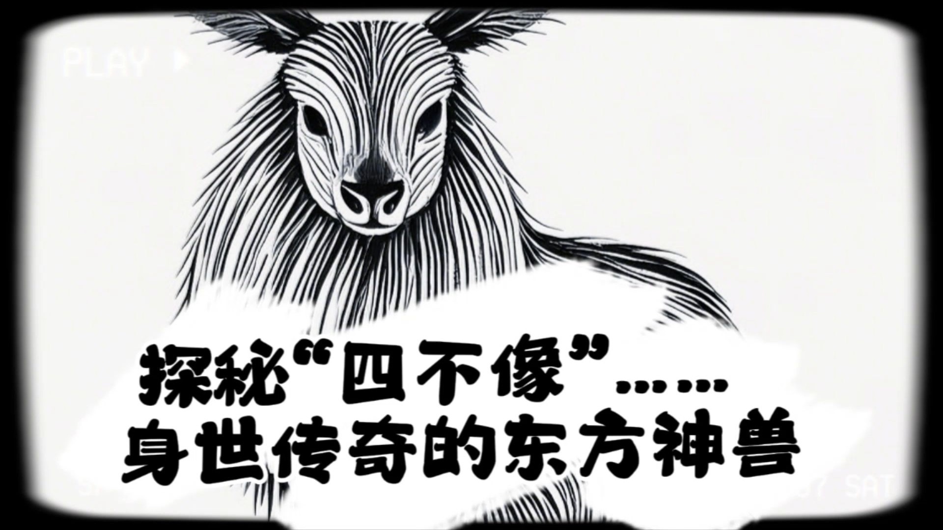 探索神秘的363838四不像-第2张图片