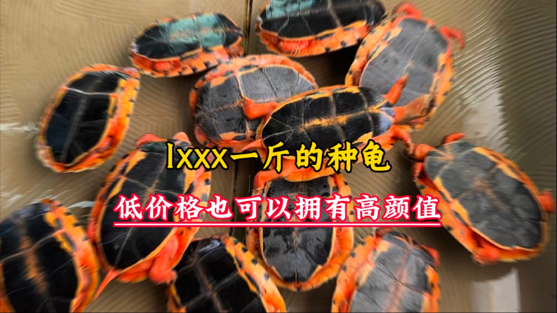 金钱龟最新价格解析-第3张图片