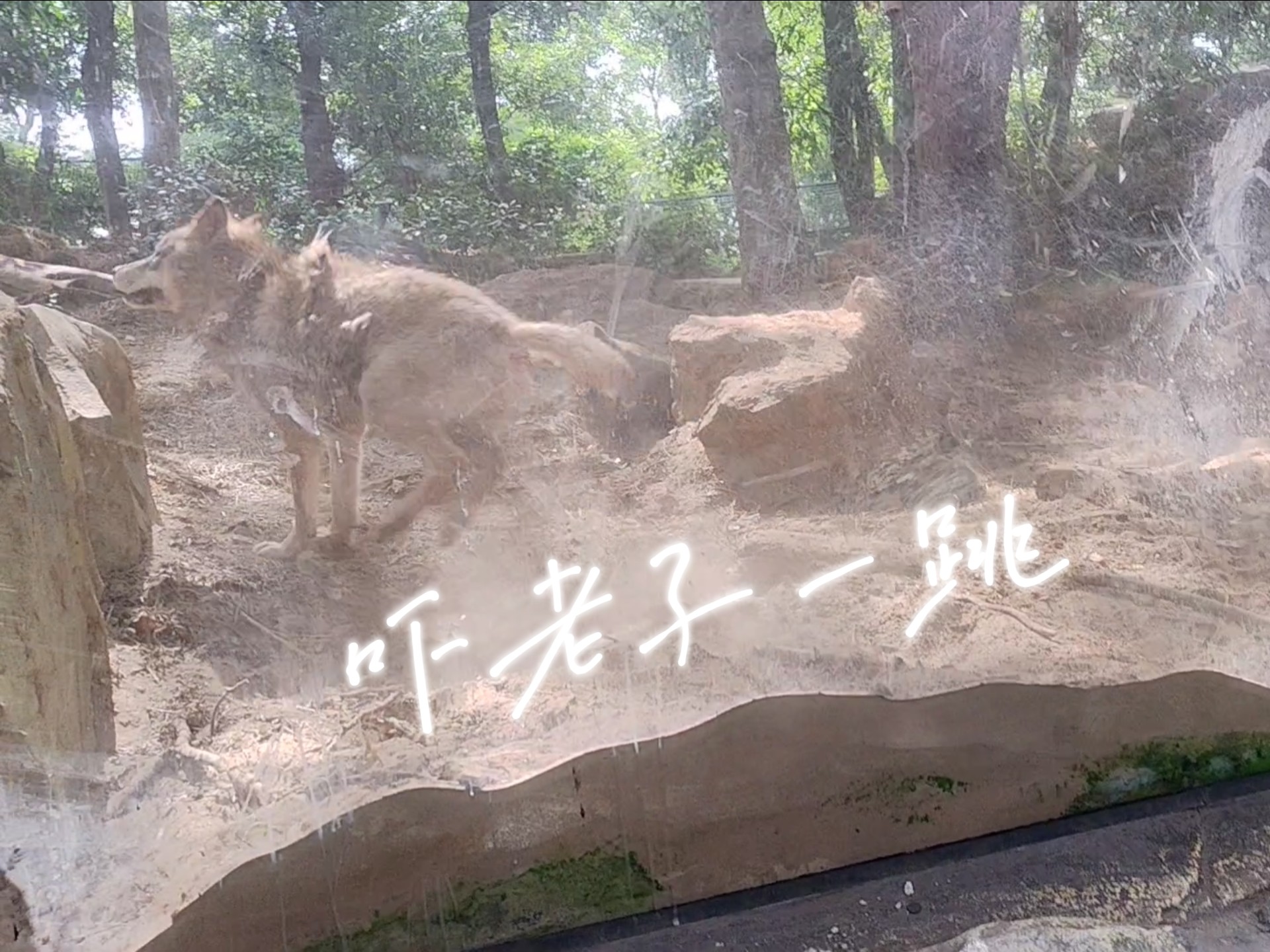 广西的狼论坛广西狼论坛，探寻狼性精神的栖息地-第2张图片