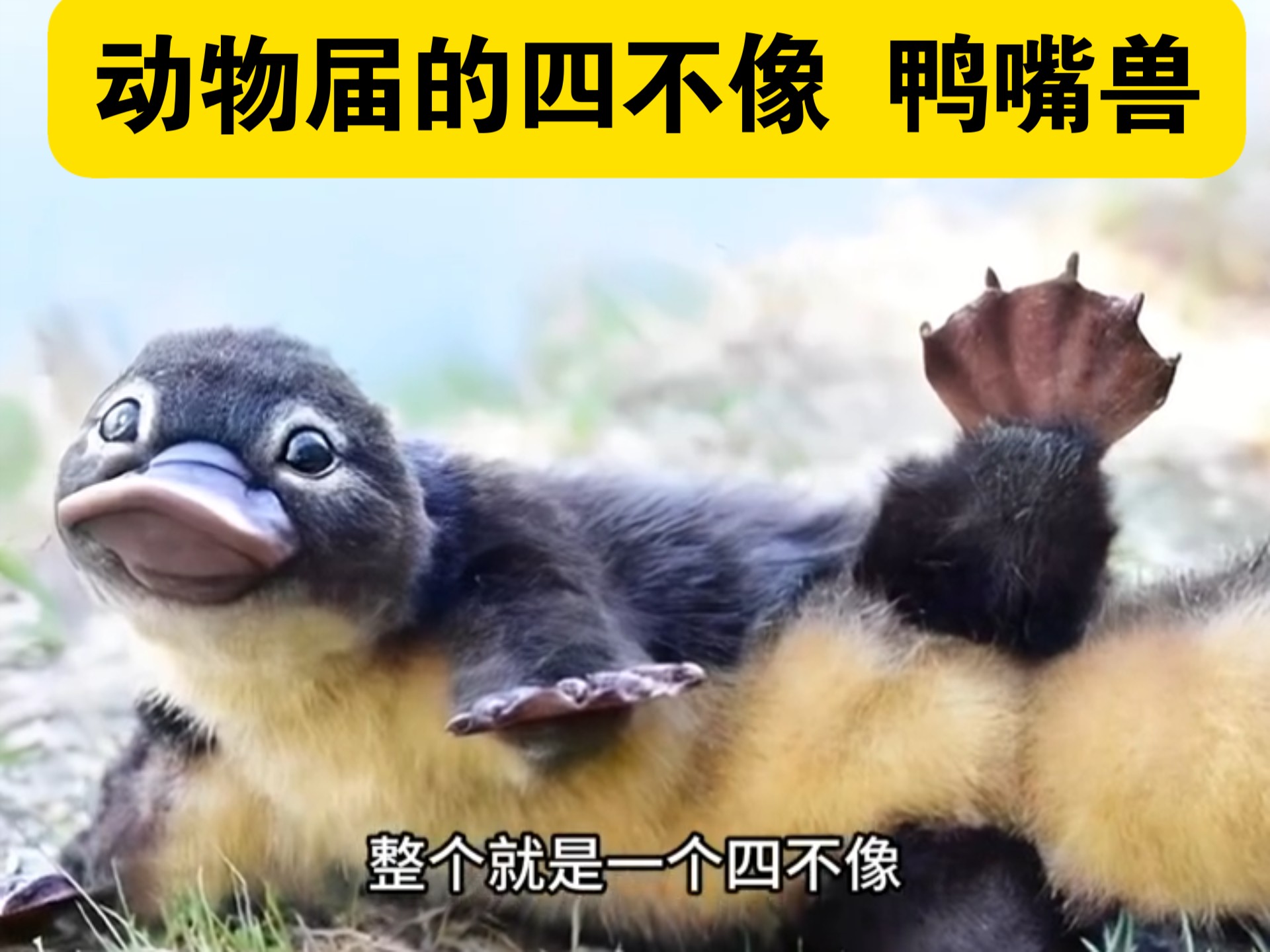 2019四不像图片138期四不像2019，探索未知的未来-第1张图片