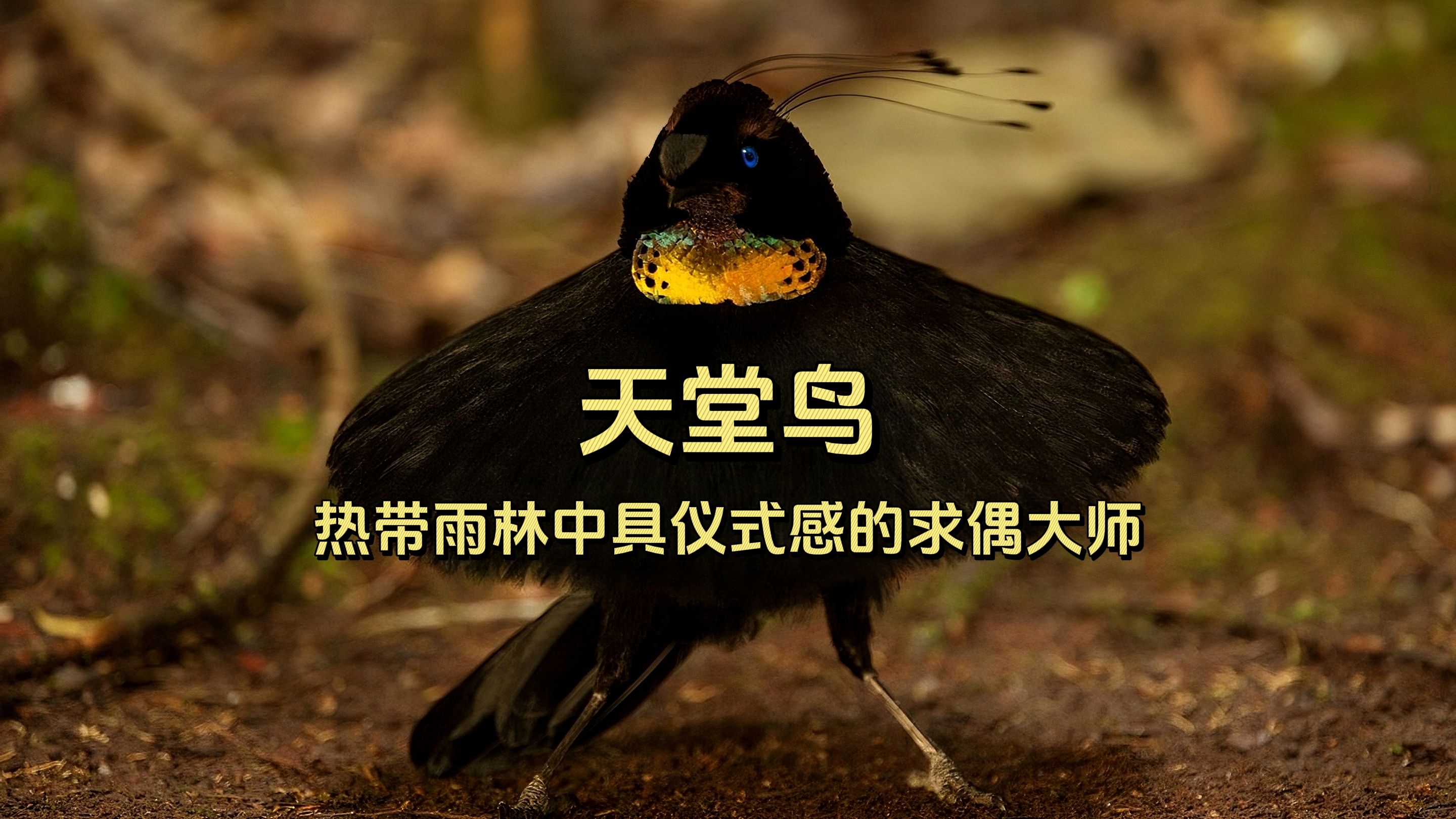天堂鸟论坛怎么打不开天堂鸟论坛，探索网络交流的新天地-第2张图片
