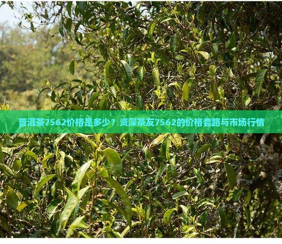 7562普洱茶7562普洱茶，品味古韵，领略品质