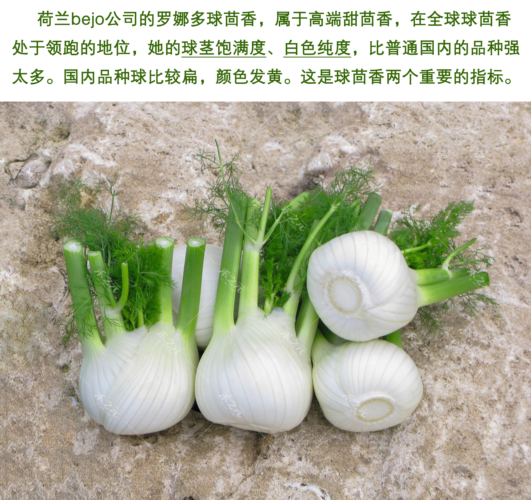 维C圆播，健康生活的秘密武器-第2张图片