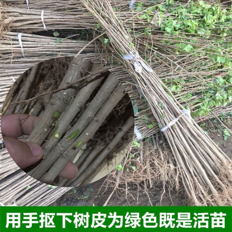 银杏树小苗银杏树小苗的魅力-第2张图片