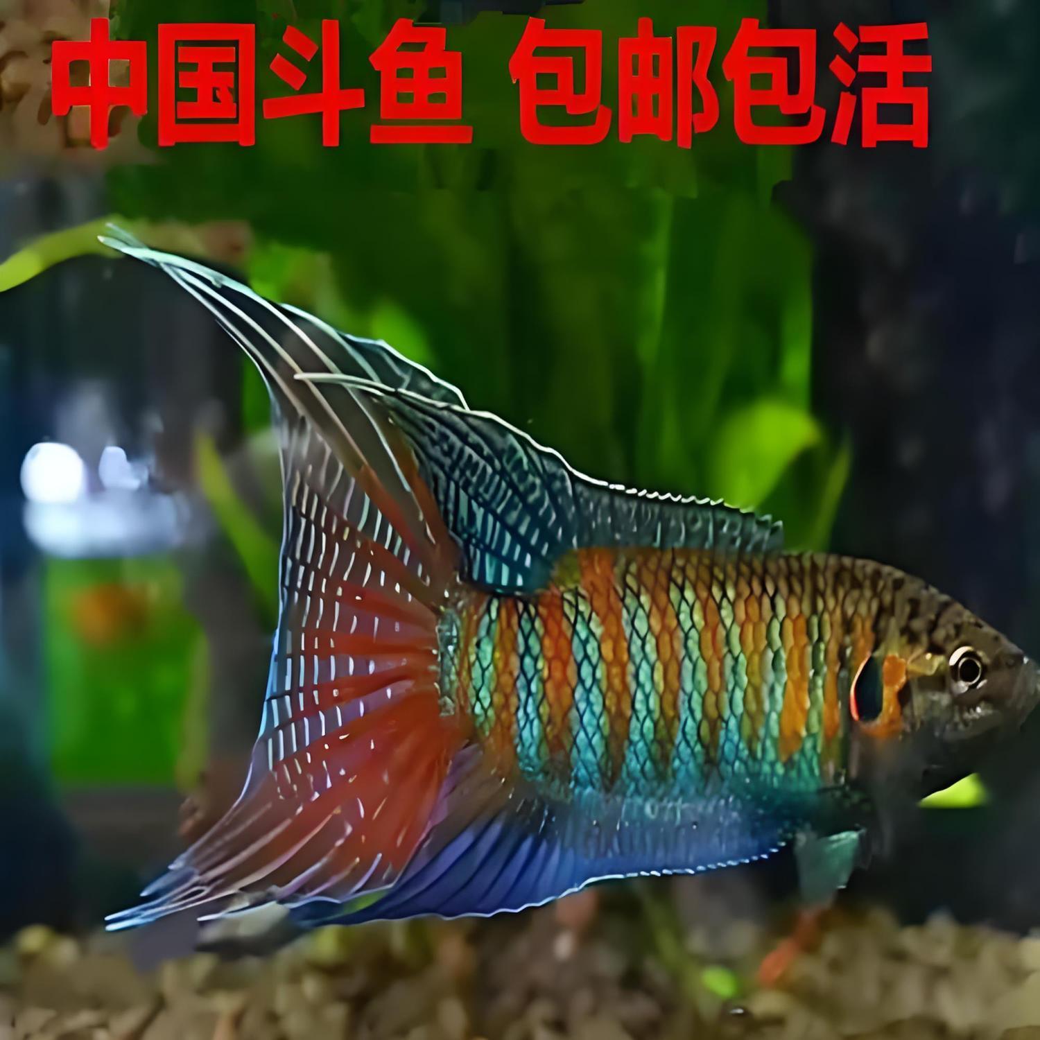 斗鱼tv直播平台斗鱼TV平台，观赏鱼世界的璀璨舞台