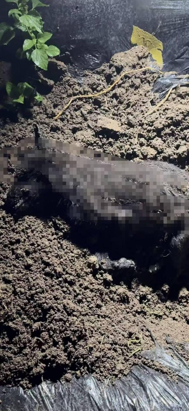 独库公路乱撒钉子?警方回应独库公路乱撒钉子事件警方回应-第1张图片