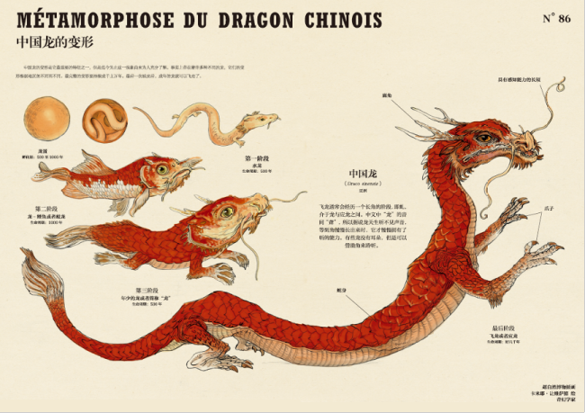 吼吼鲸几级进化吼吼鲸，海洋中的神秘生物-第1张图片