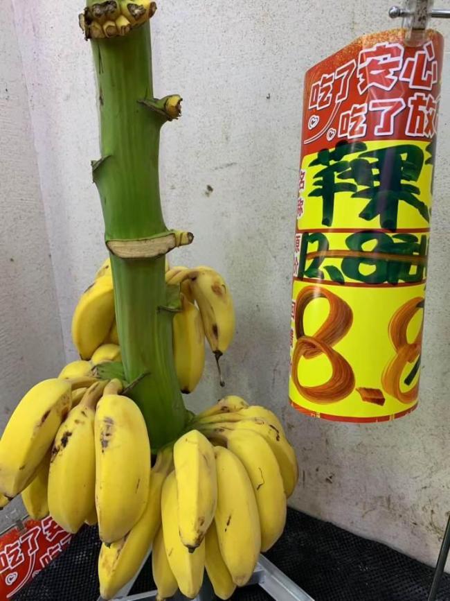 海南香蕉网今日蕉价海南香蕉网，引领香蕉产业新篇章-第3张图片
