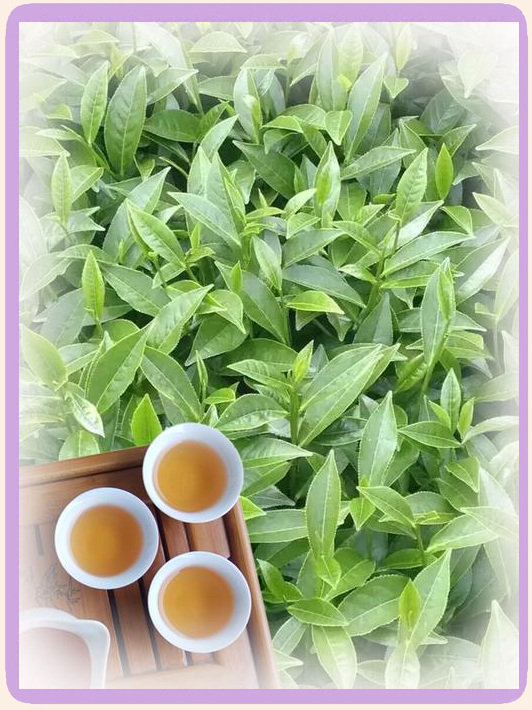 白芽奇兰白芽奇兰，兰花中的珍品