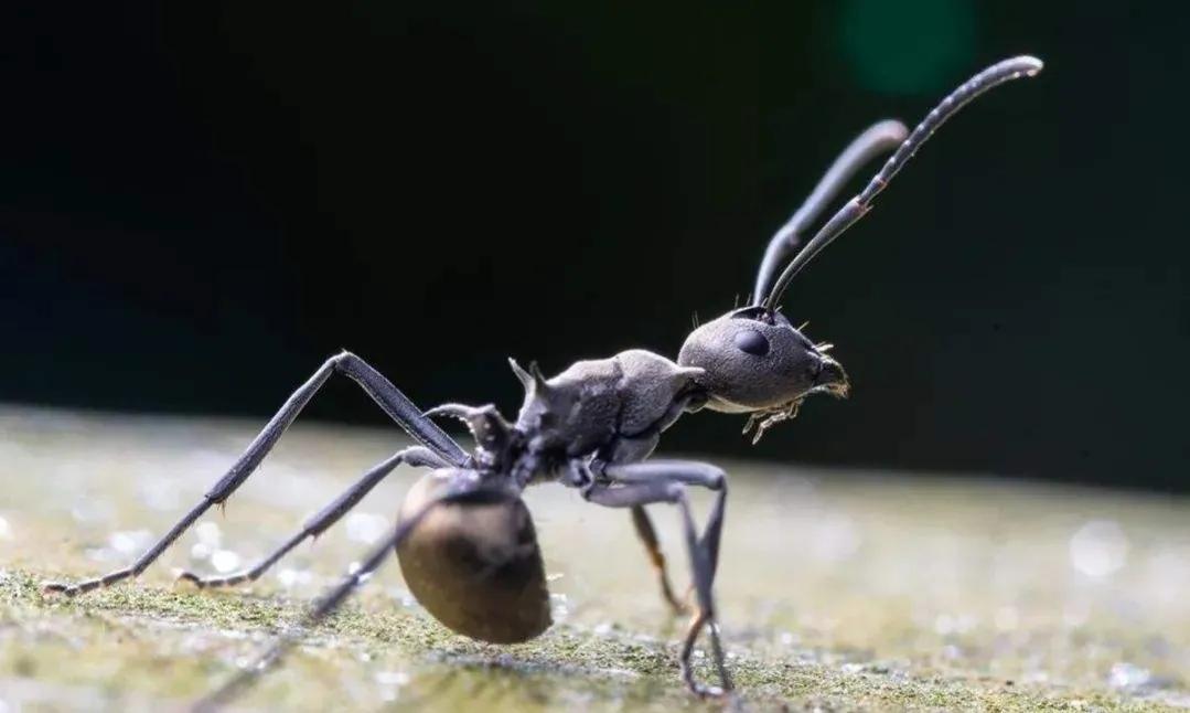 红足一1世新皇冠q07.最好最新官网.中国红足一，神秘生物的探索之旅
