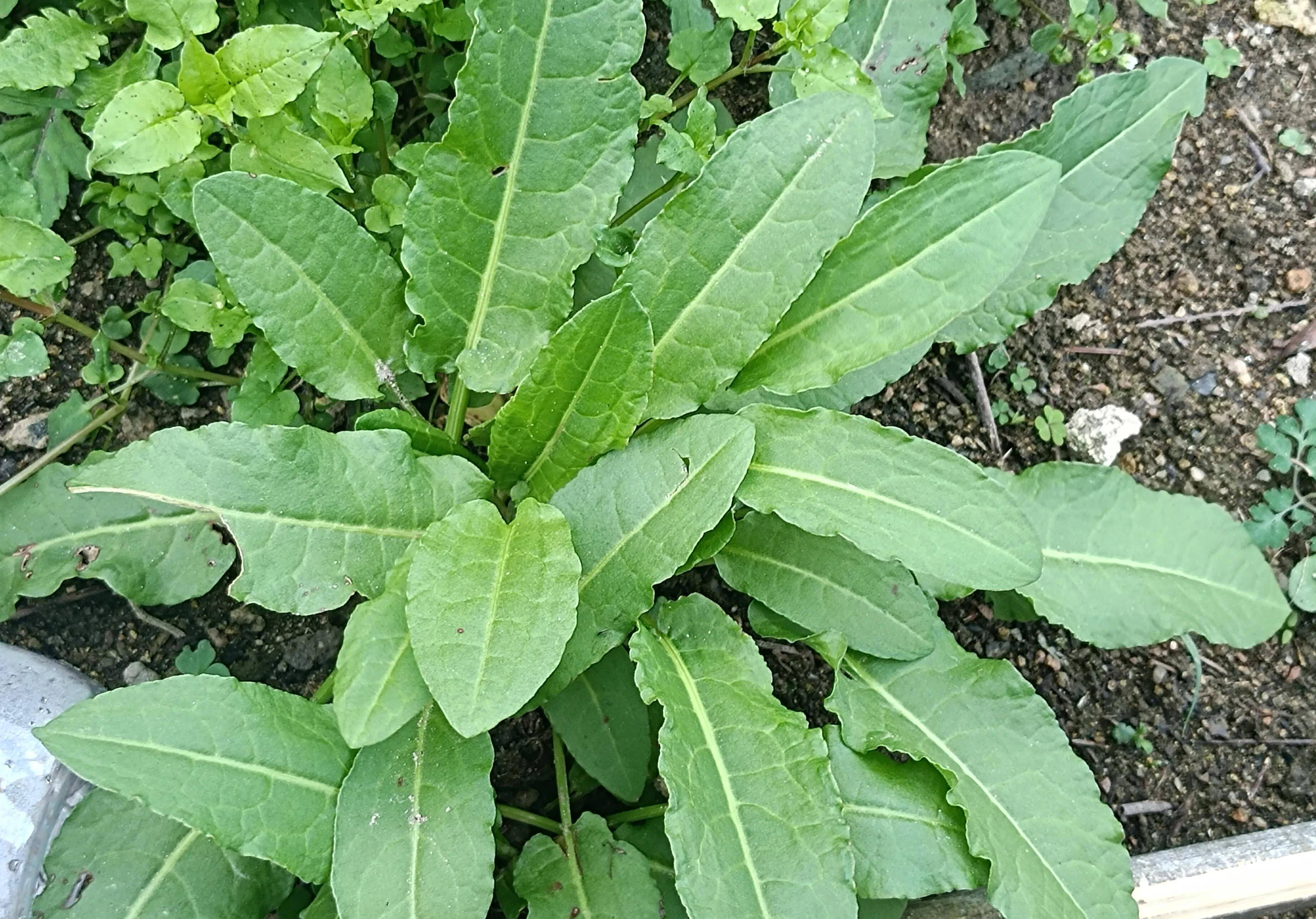 菠菜网络词什么意思菠菜网HAOBC，引领绿色生活的新窗口-第3张图片