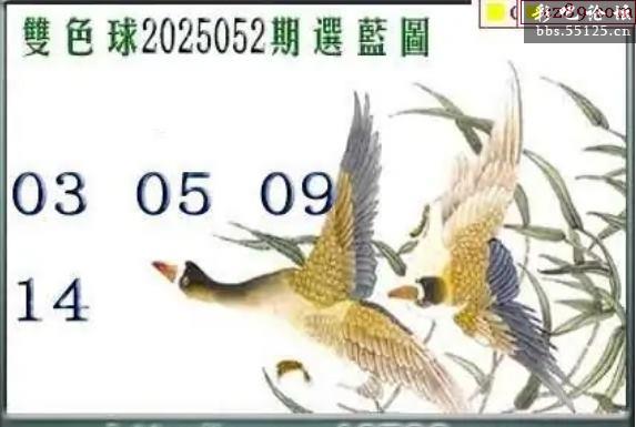中国彩吧55125，彩市风云下的探索与机遇
