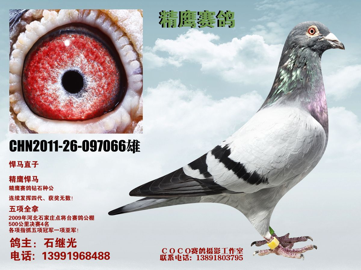 精鹰网港澳宝典精鹰网，引领网络新时代