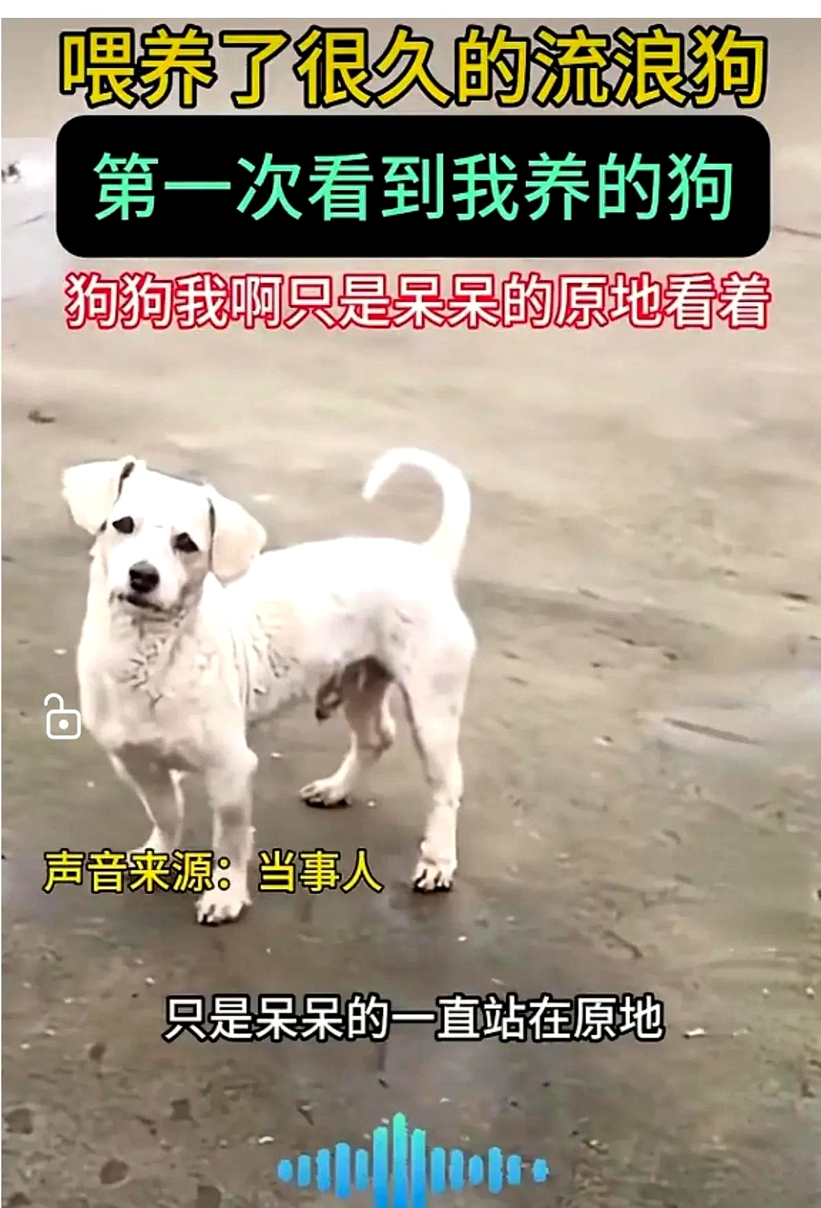 376969狗跑论坛，探索狗狗世界的奇妙之旅