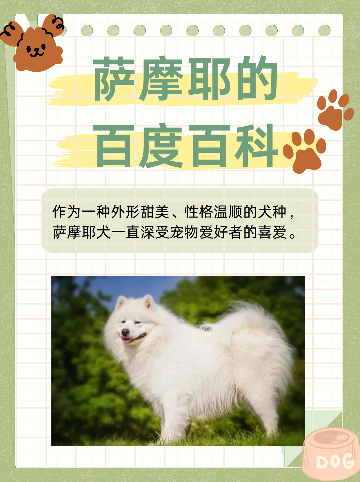 小狼狗心水论坛，探索犬类爱好者的乐园-第3张图片