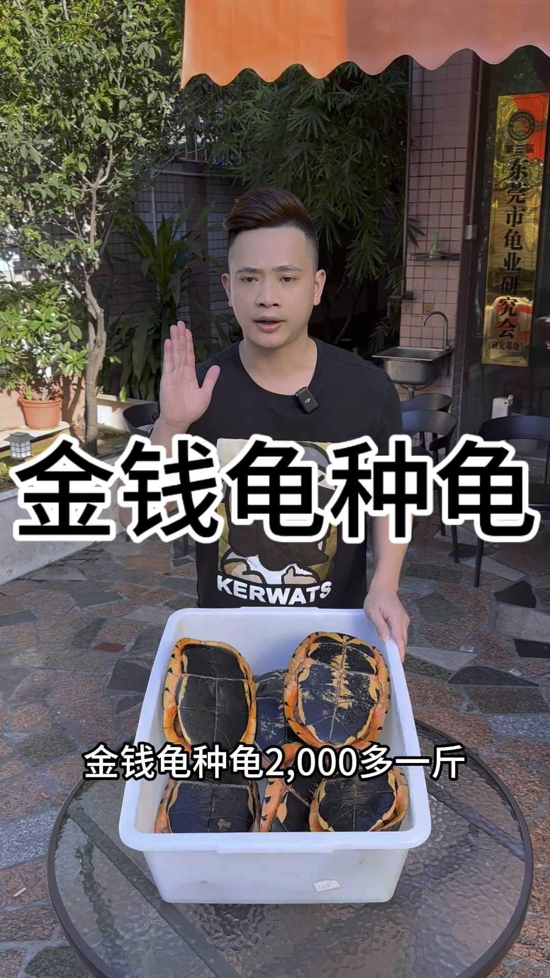 金钱龟最新价格金钱龟最新价格分析