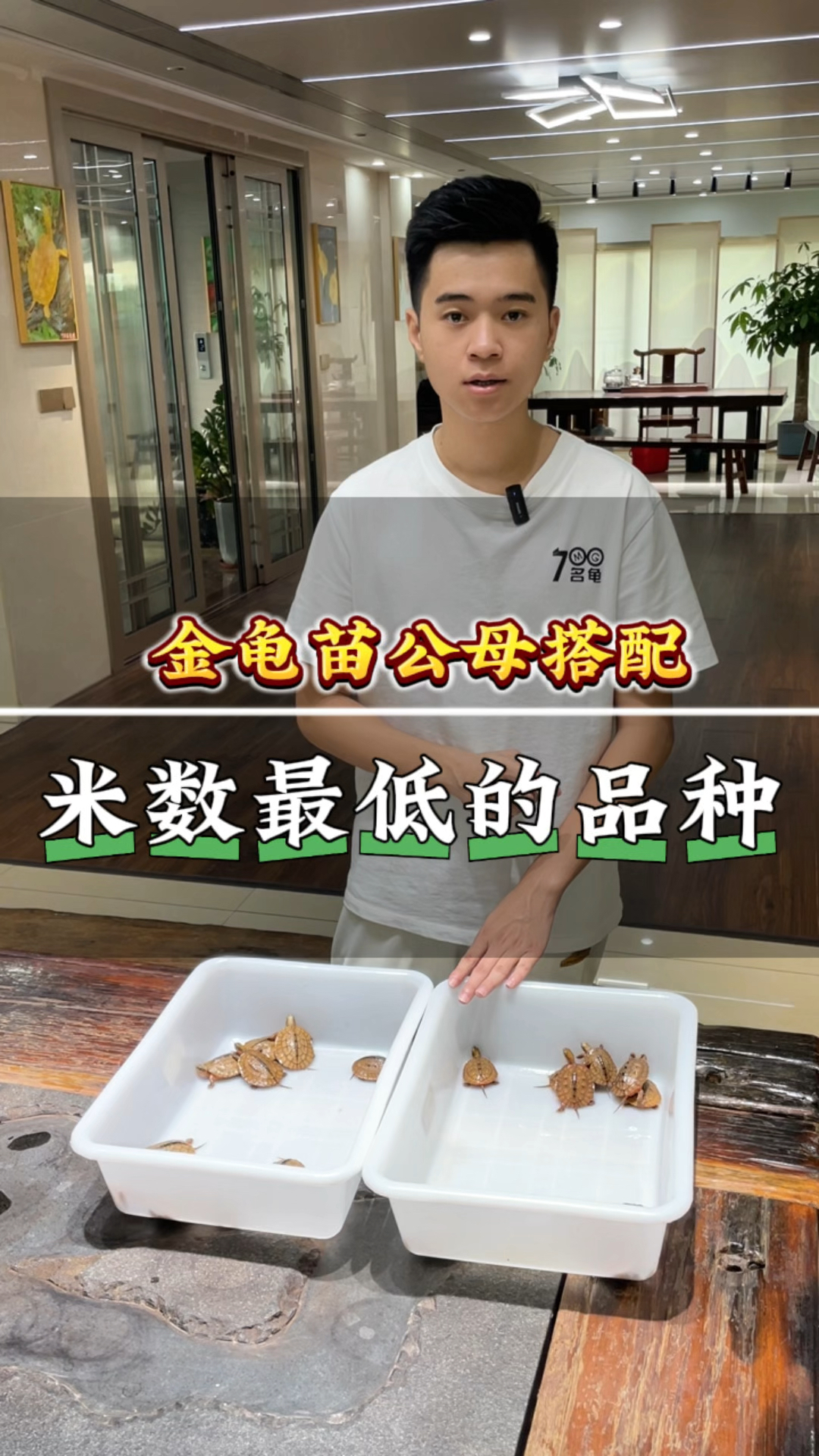 金钱龟价格，市场动态与投资价值