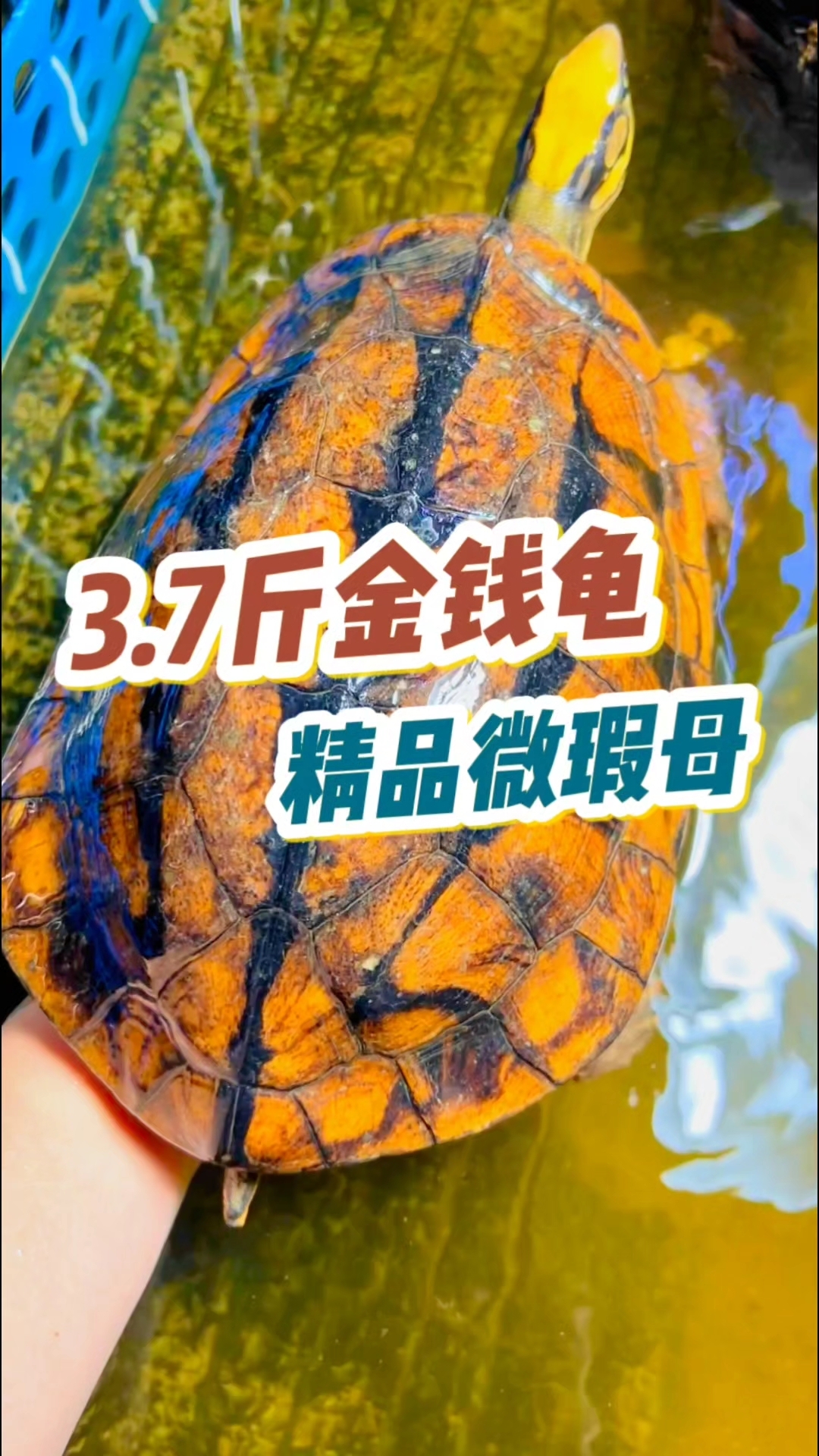 金钱龟最新价格分析-第1张图片
