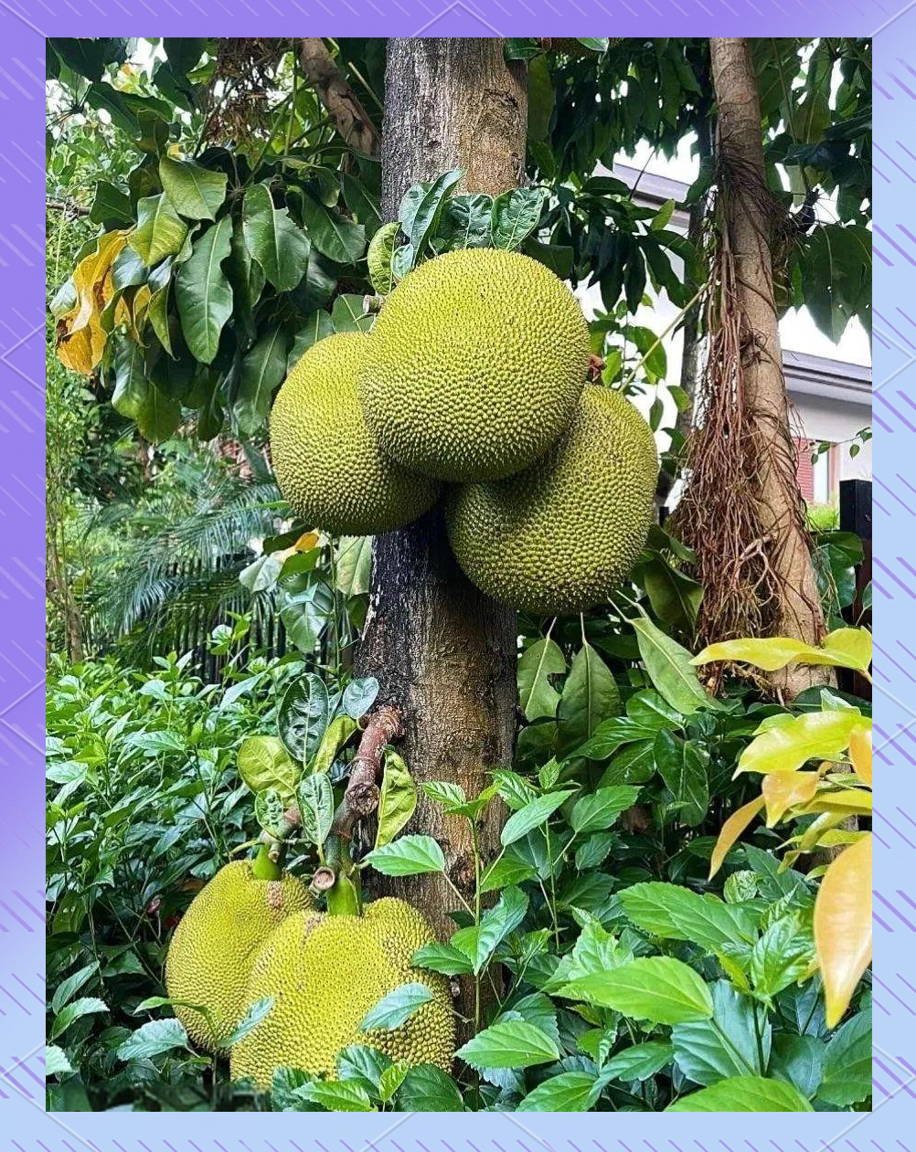 菠萝果菠萝果，热带水果的魅力-第2张图片