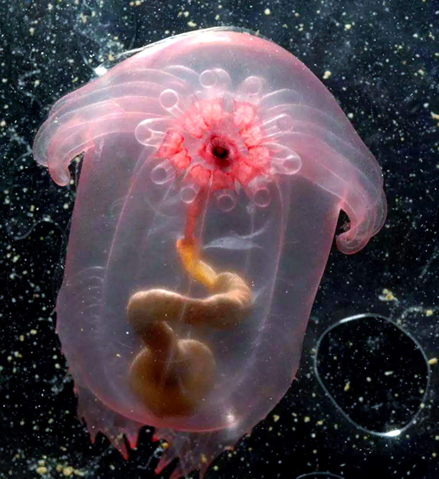 大彩鲸，神秘的海洋生物