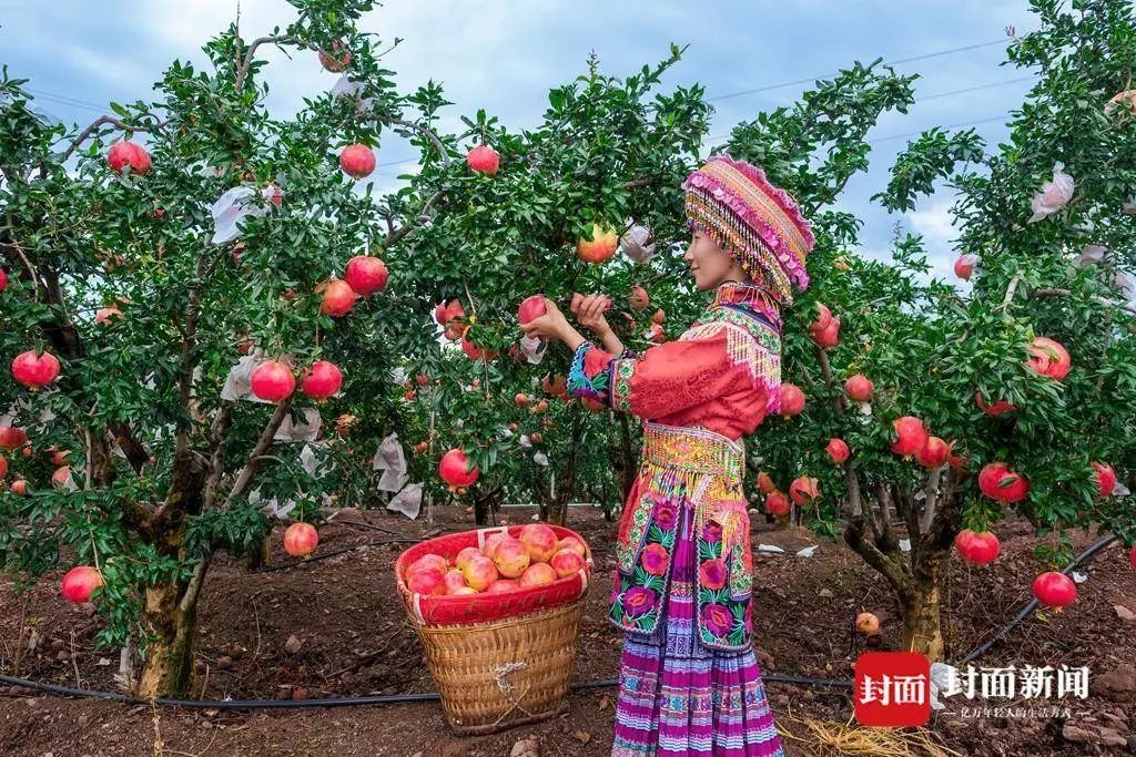 中国彩摘网，引领彩民新风尚-第2张图片