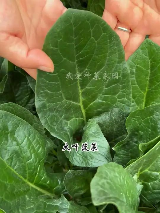 菠菜网络词什么意思菠菜网HAOBC，引领绿色生活的新窗口-第2张图片