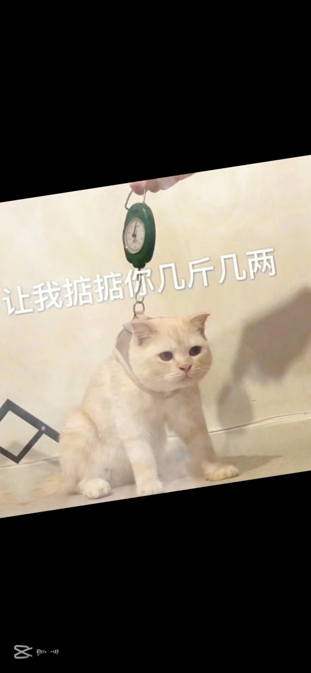 掂斤估两是什么生肖掂斤估两，生活中的微妙平衡-第3张图片