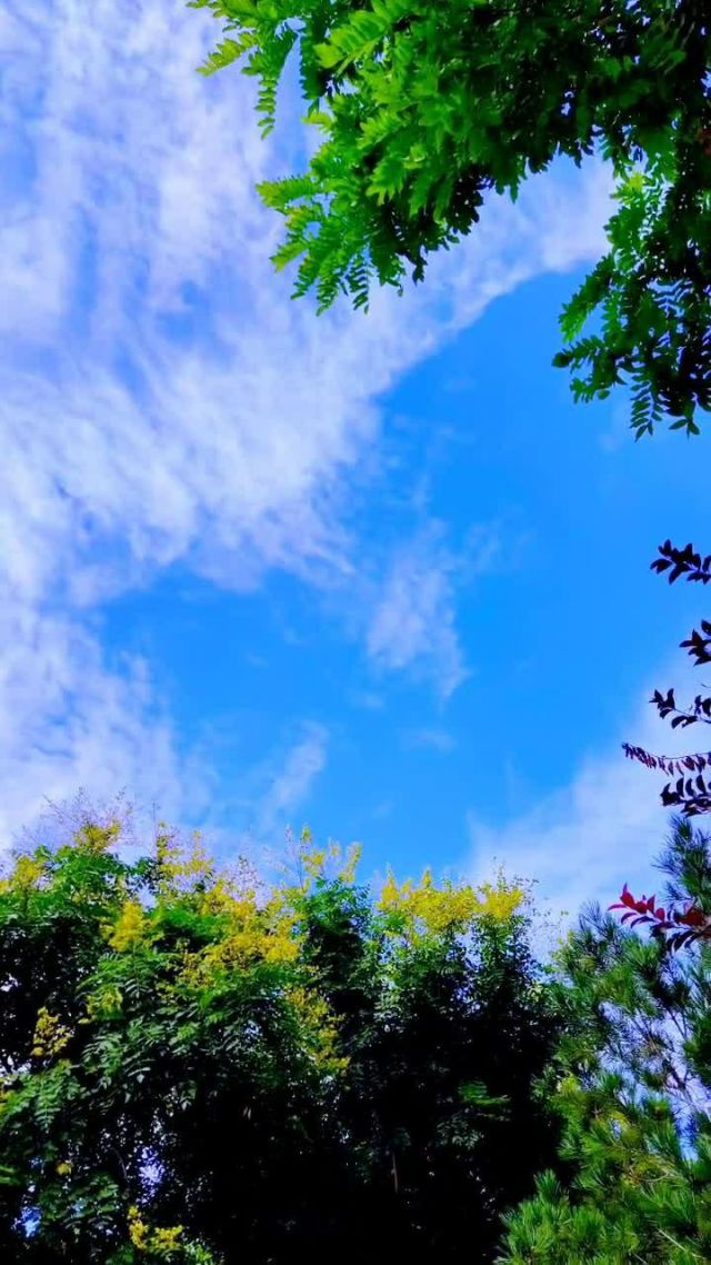 缤纷网，网络世界的多彩画卷-第2张图片